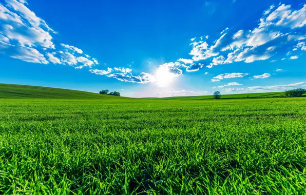 Greens, field, summer, the sky, grass, the sun, clouds, trees