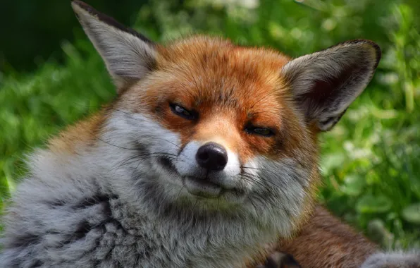 Fox, muzzle, Fox