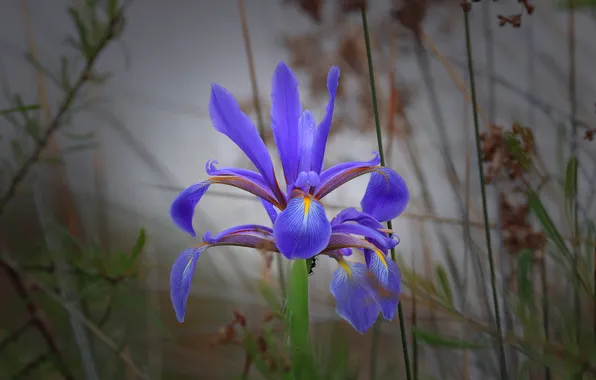 Flower, grass, close-up, bokeh, Iris, Magov Marat