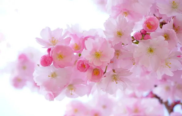 Flowers, cherry, branch, spring, Sakura, pink, light background, buds