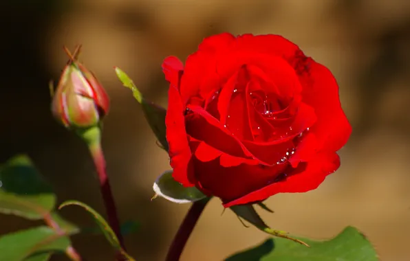 Drops, macro, roses, buds
