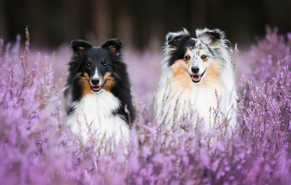 Picture dogs, bokeh, two dogs, Sheltie, Heather, Shetland Sheepdog