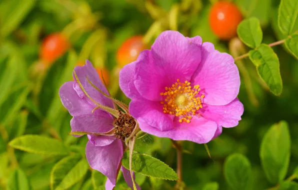 Flower, summer, Briar