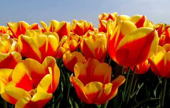 Picture petals, tulips, a lot