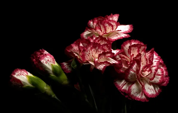 Picture flowers, background, clove