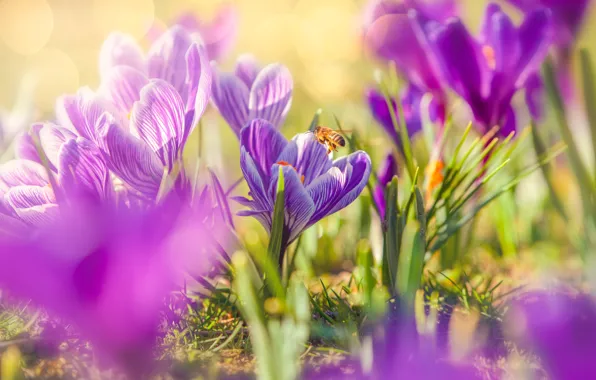 Flowers, bee, spring, crocuses, pink, pollination, nasema