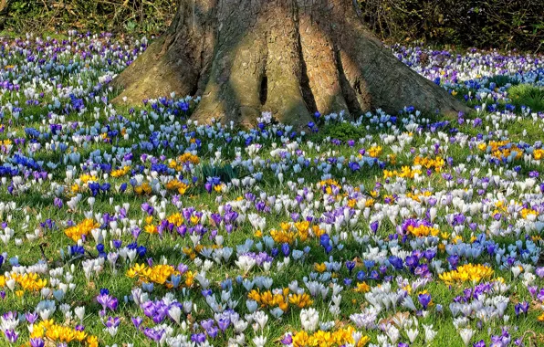 Light, flowers, tree, glade, bright, spring, yellow, crocuses