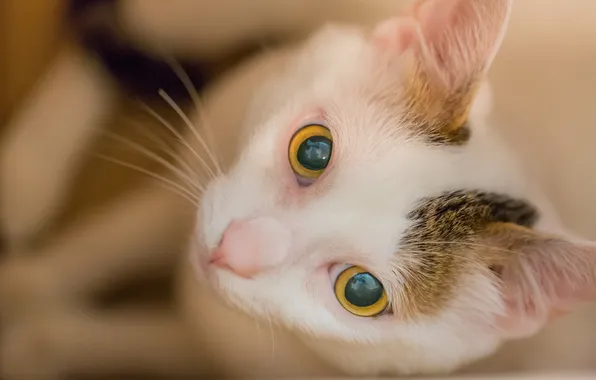 Cat, eyes, look, face