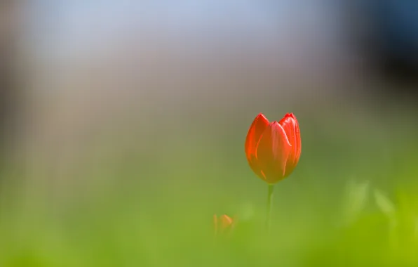Flower, Tulip, petals, red