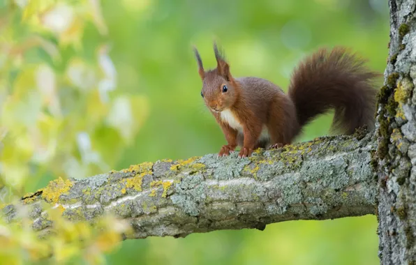 Trees, protein, green background, bitches