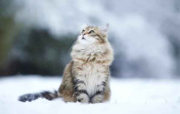Winter, cat, look, snow, cat, winter, snow, kitty
