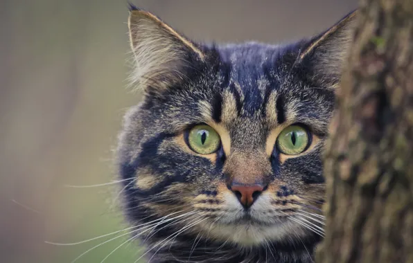 Cat, eyes, cat, look, background