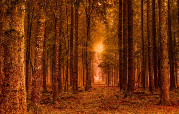 Forest, the sun, rays, light, trees, branches, trunks, treatment