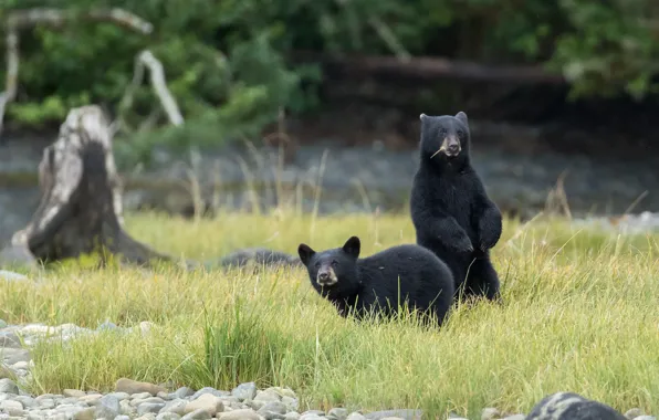 Picture field, nature, bears, pair, black