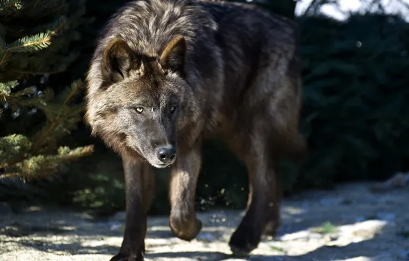 Nature, predator, animal, wolf, wildlife, portrait, portrait., Canis lupus. face