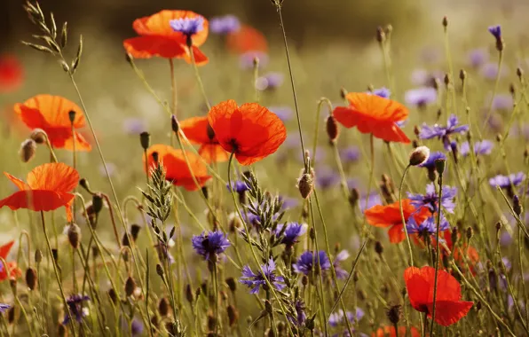 Field, summer, Maki, meadow, cornflowers, plane, Wallpaper from lolita777