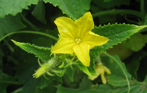 Picture greens, flower, leaves, yellow, antennae, Cucumber, ovary