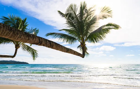 Sand, sea, beach, summer, the sky, palm trees, summer, beach