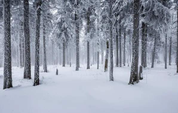 Picture winter, forest, snow, trees, nature