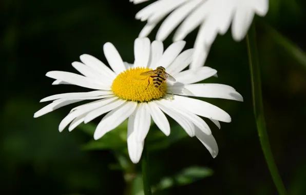Macro, bee, OSA, Flowers, Daisy