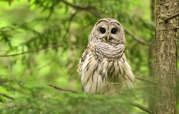 Picture look, trees, branches, owl, bird, needles, green background, owl