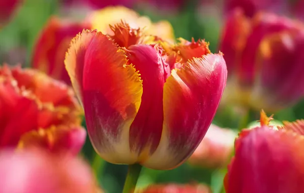 Picture macro, petals, tulips, spring