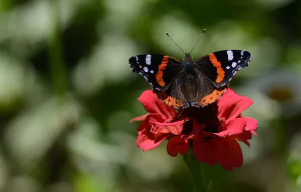 Flower, macro, butterfly, bokeh, Admiral