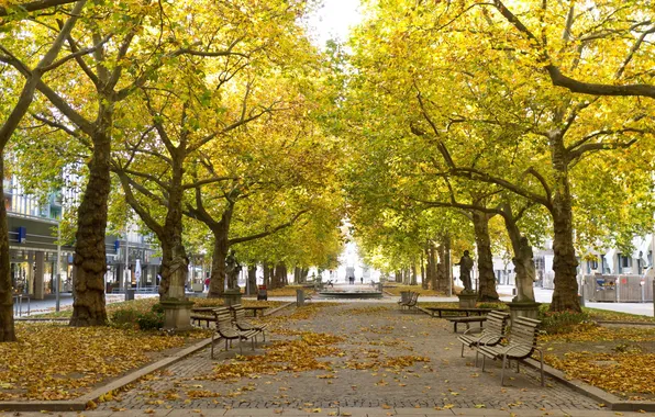 Picture trees, the city, bench