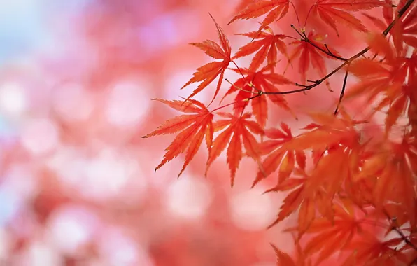 Autumn, leaves, nature