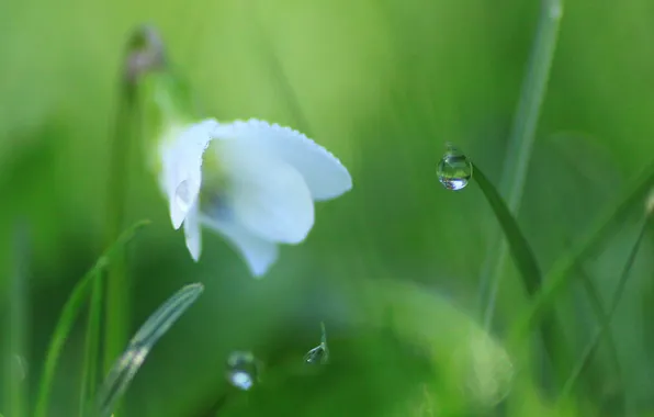 White, flower, grass, Rosa, drop, morning, a blade of grass