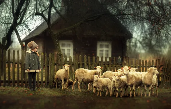 Picture sheep, village, girl