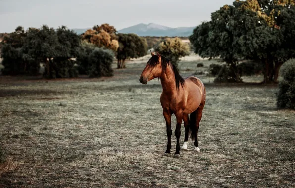 Grass, look, face, trees, mountains, nature, horse, glade