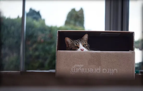 Cat, cat, look, pose, box, window, face, Peeps
