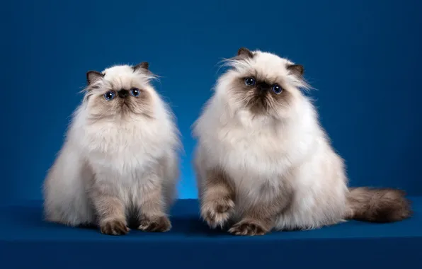 Look, cats, pose, background, muzzle, kittens, a couple, two