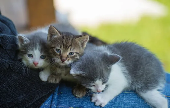 Picture look, background, kittens, kids