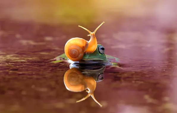 Look, water, light, reflection, background, frog, snail, a couple