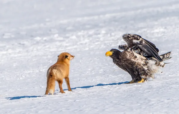 Winter, snow, bird, meeting, predator, Fox, red, Steller's sea eagle