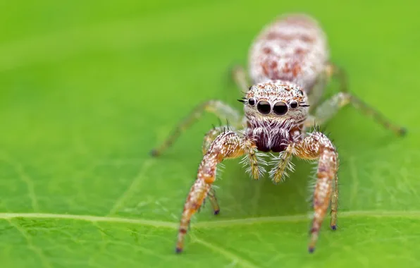Macro, background, leaf, spider, green background, jumper, spider, arthropods
