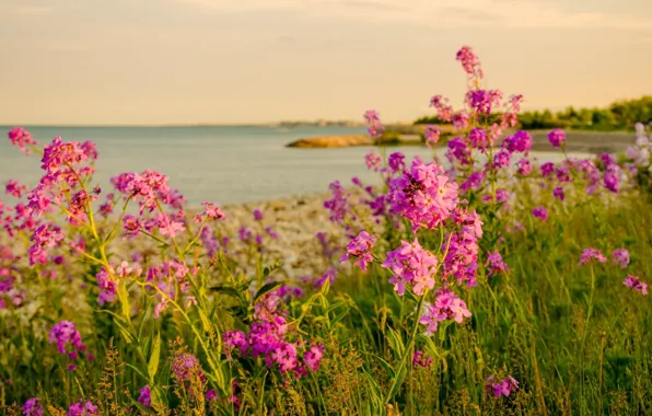 Picture sea, flowers, nature, shore