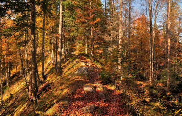 Autumn, forest, leaves, trees, nature, colors, forest, Nature
