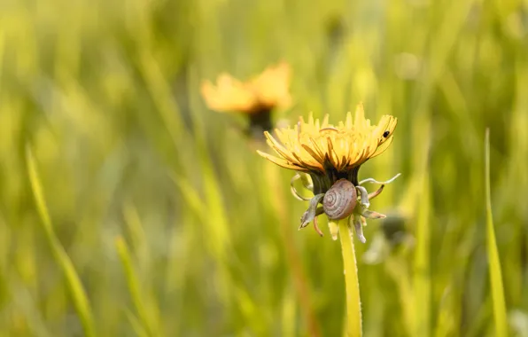 Flower, grass, yellow, dandelion, snail, blur