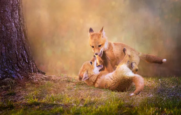 Nature, the game, treatment, Fox, Fox, Fox, cubs