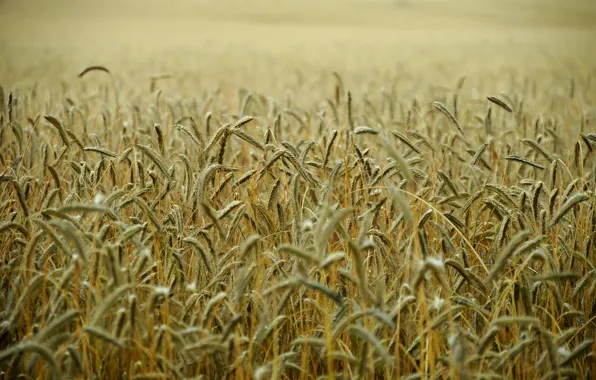 Wheat, field, stems, wheat field