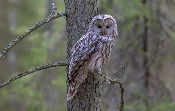 Picture look, branches, background, owl, bird, nastiti