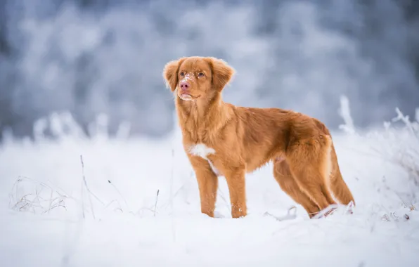 Winter, frost, field, snow, nature, dog, red, puppy