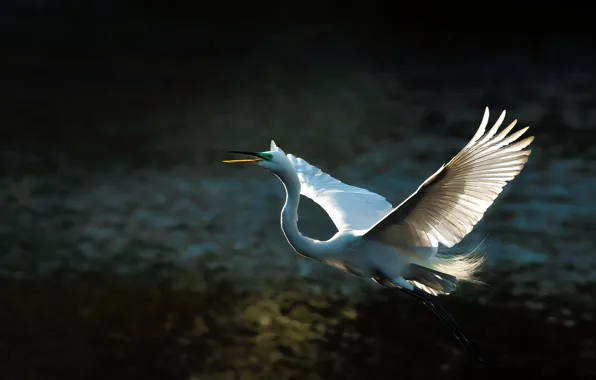 Light, flight, the dark background, bird, wings, feathers, white, Heron