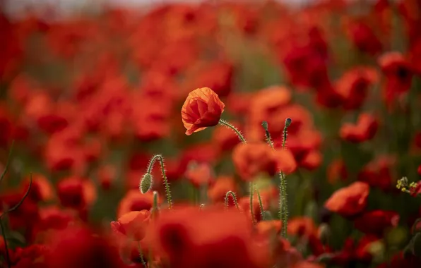 Summer, flowers, Maki, blur, red, bokeh, poppy field