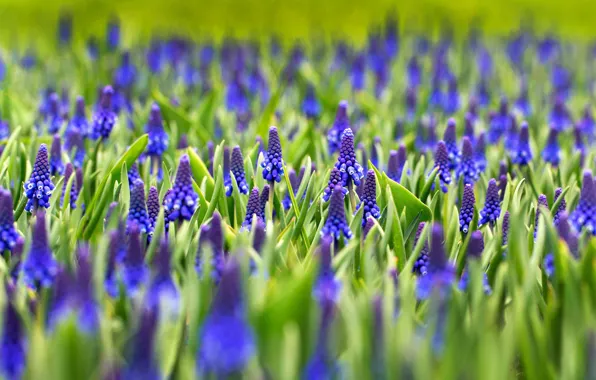 Picture greens, leaves, flowers, blue, glade, spring, flowerbed, a lot