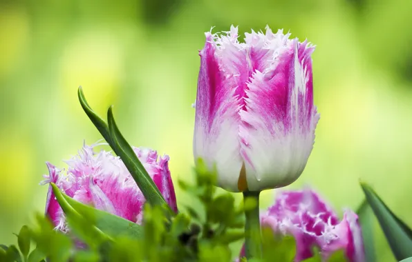 Picture macro, Bud, tulips