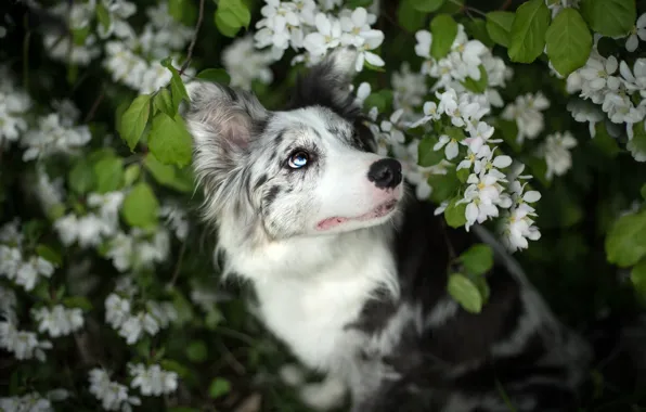 Eyes, look, face, leaves, flowers, branches, nature, pose